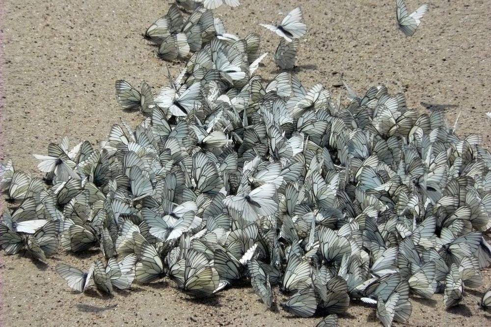 Photograph by натапов леонид