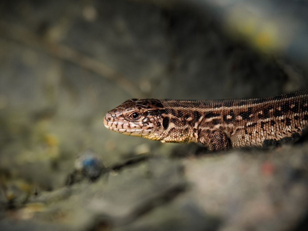 Photograph by Светлана Шибаршина