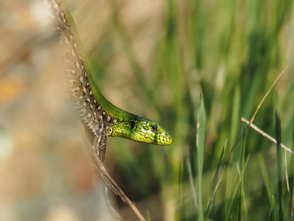 Photograph by Светлана Шибаршина