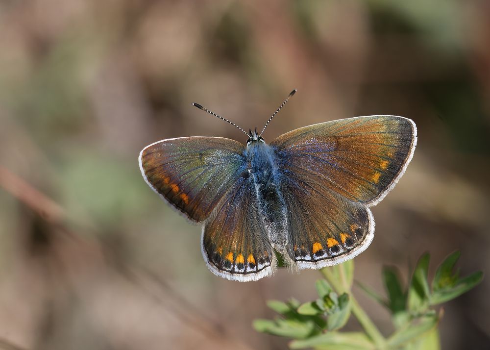 Photograph by Wendy Vanhoudt