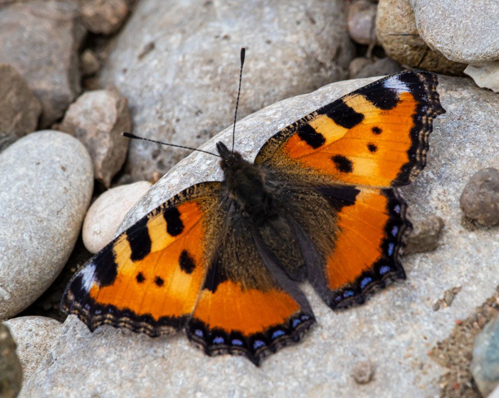 Photograph by Савчук Сергей