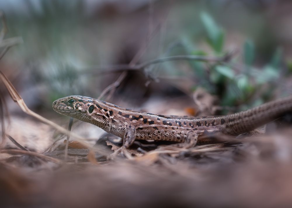 Photograph by Кузнецов Дмитрий