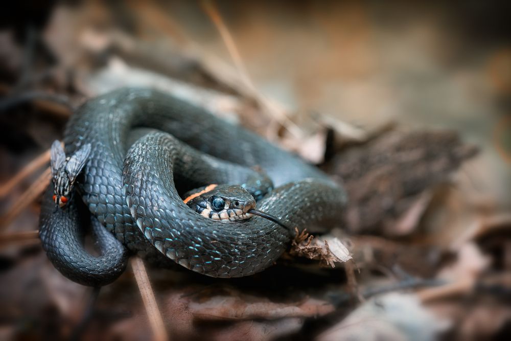 Photograph by Кузнецов Дмитрий