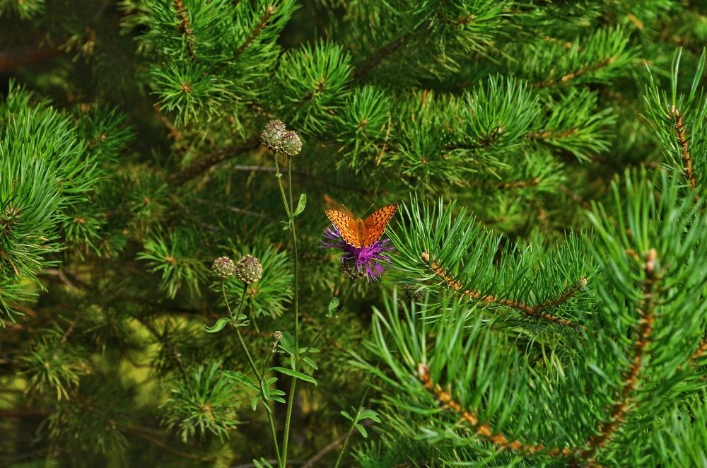 Photograph by Soldatenko Maksim