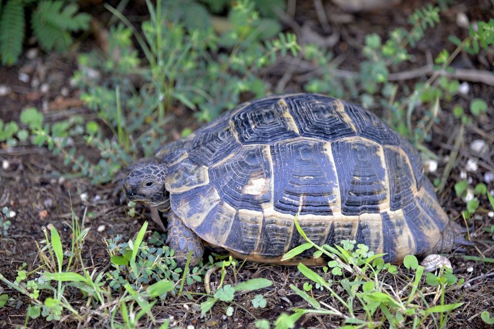 Фотография автора Сергей Чесноков