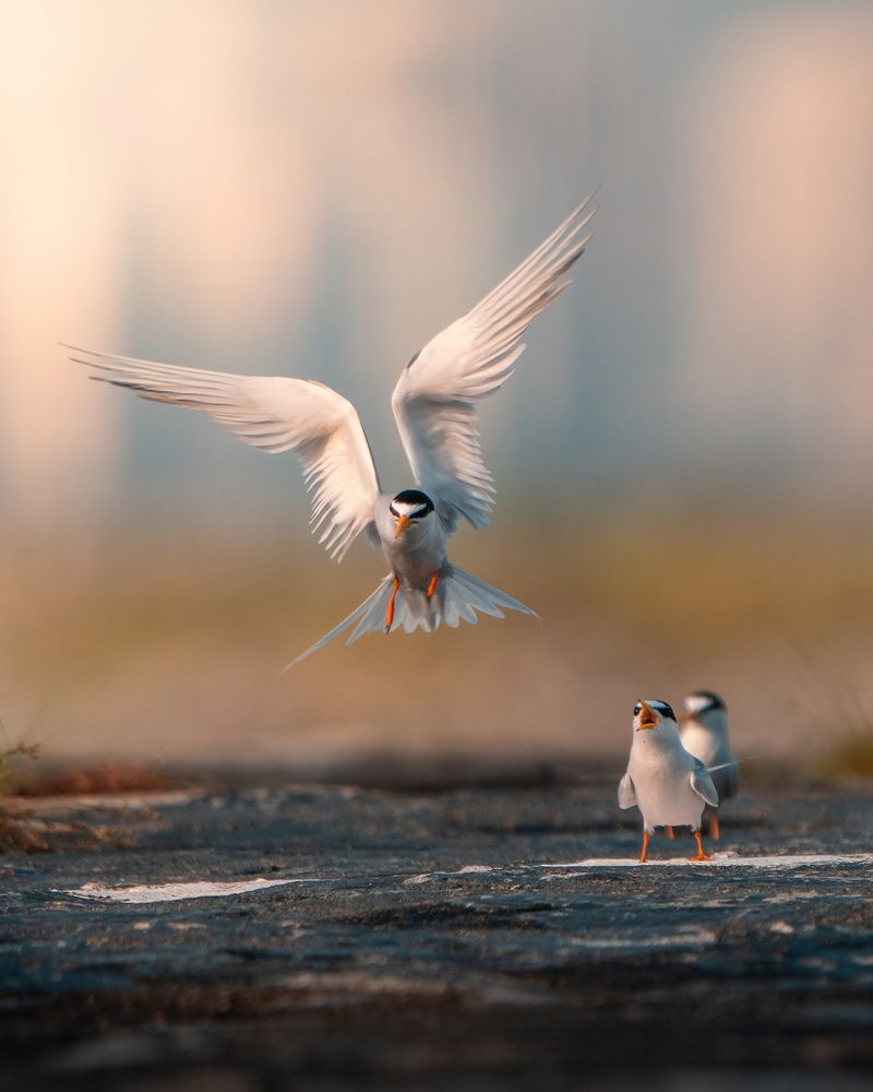 Photograph by Zhi Heng Lee