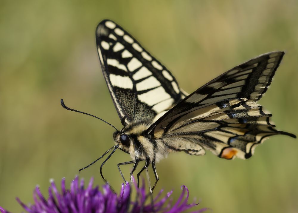 Photograph by Wendy Vanhoudt