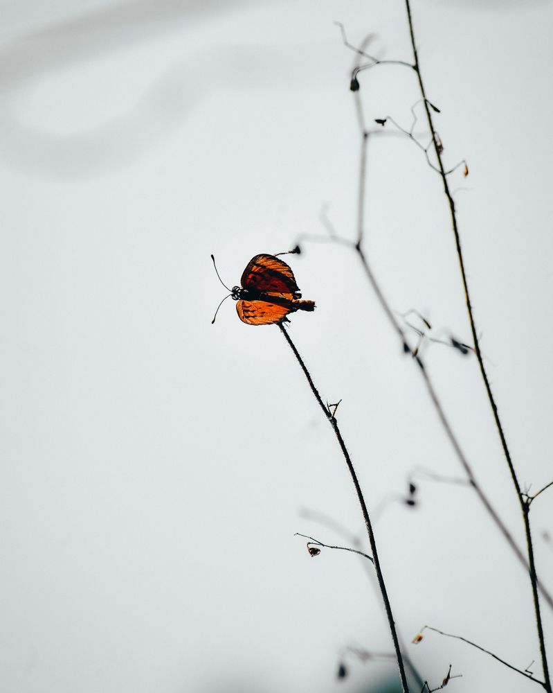 Photograph by Ashiq P F Mohammed