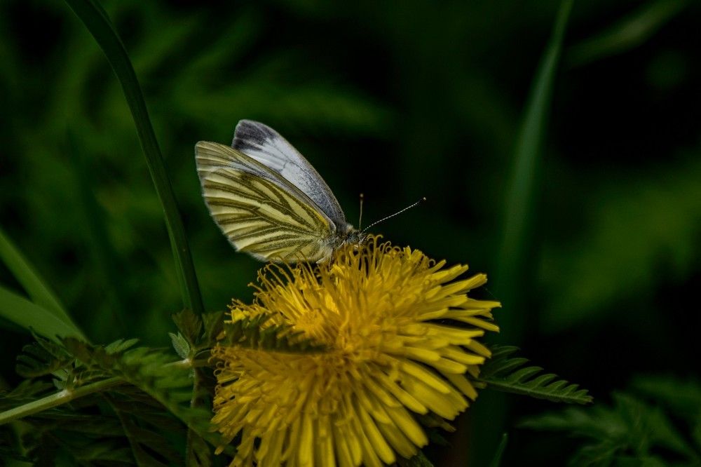 Photograph by Алексей Логинов