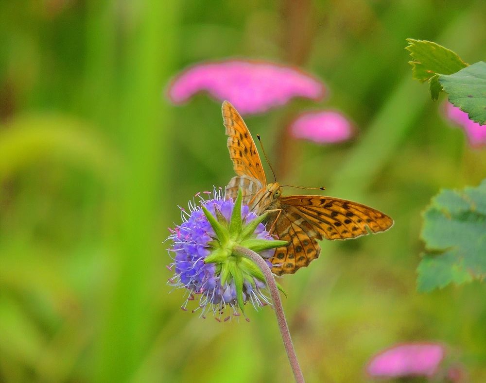 Фотография автора Марков Сергей