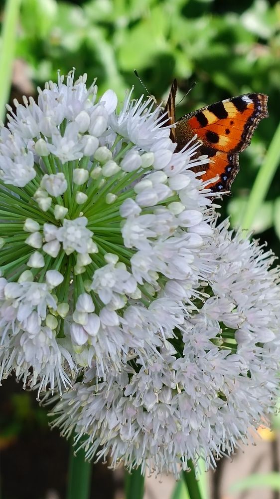 Photograph by Ирина Луговых