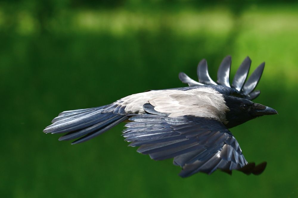 Photograph by Корнейчук Игорь