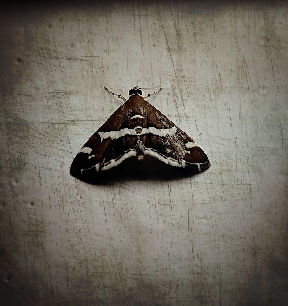 Photograph by LAKSHMI PRIYA R