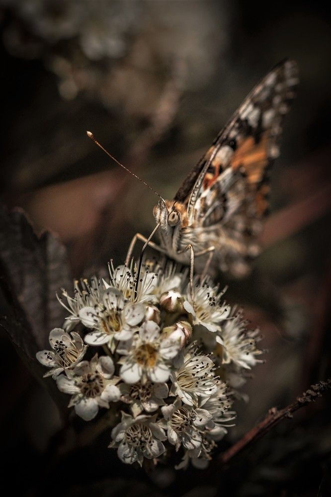 Фотография автора Юрий Кульмяков