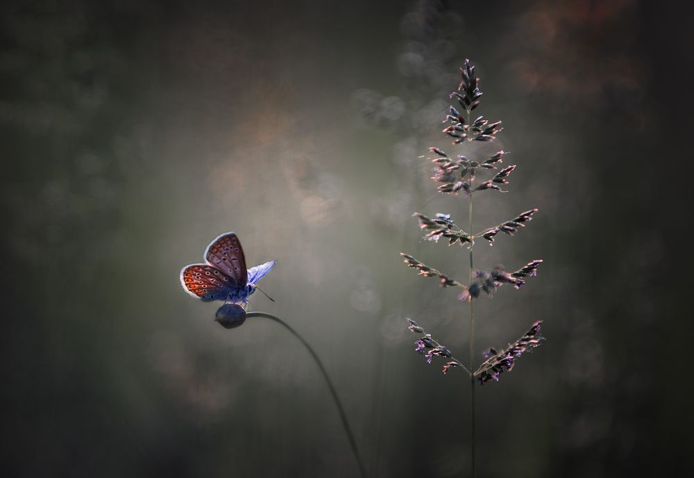 Photograph by Баранов Олег