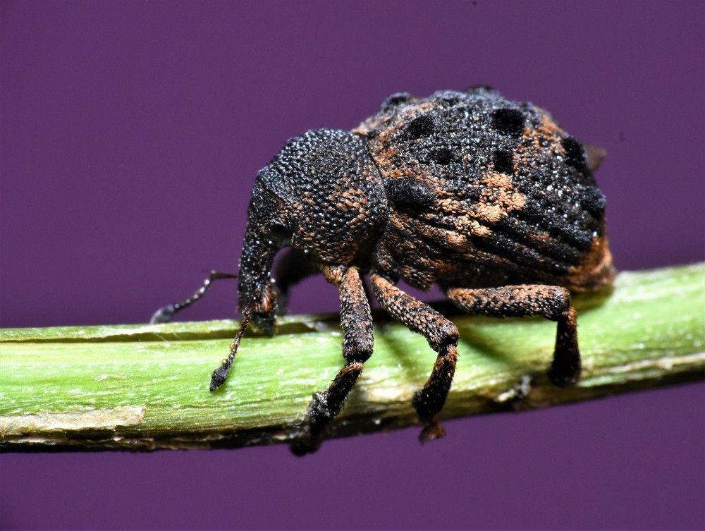 Photograph by Kushal Sharma