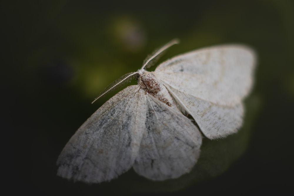 Photograph by Irina Chekanov