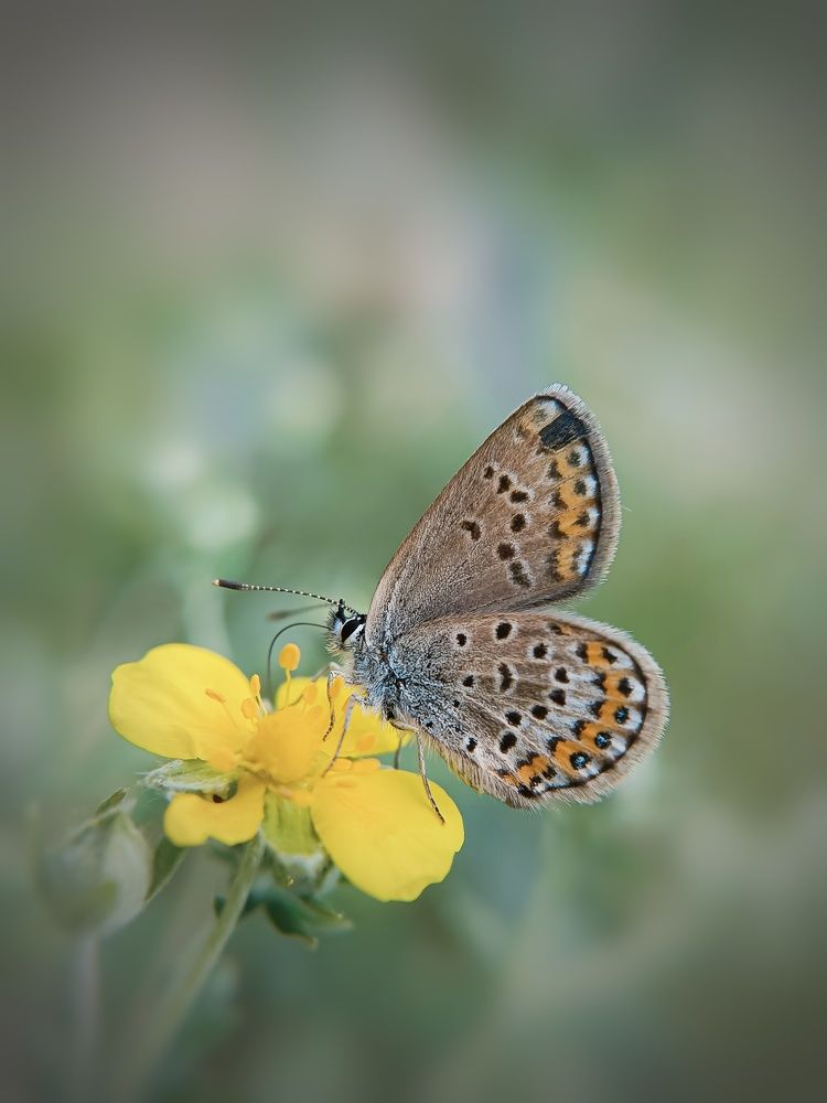 Фотография автора Наталья Алексеева