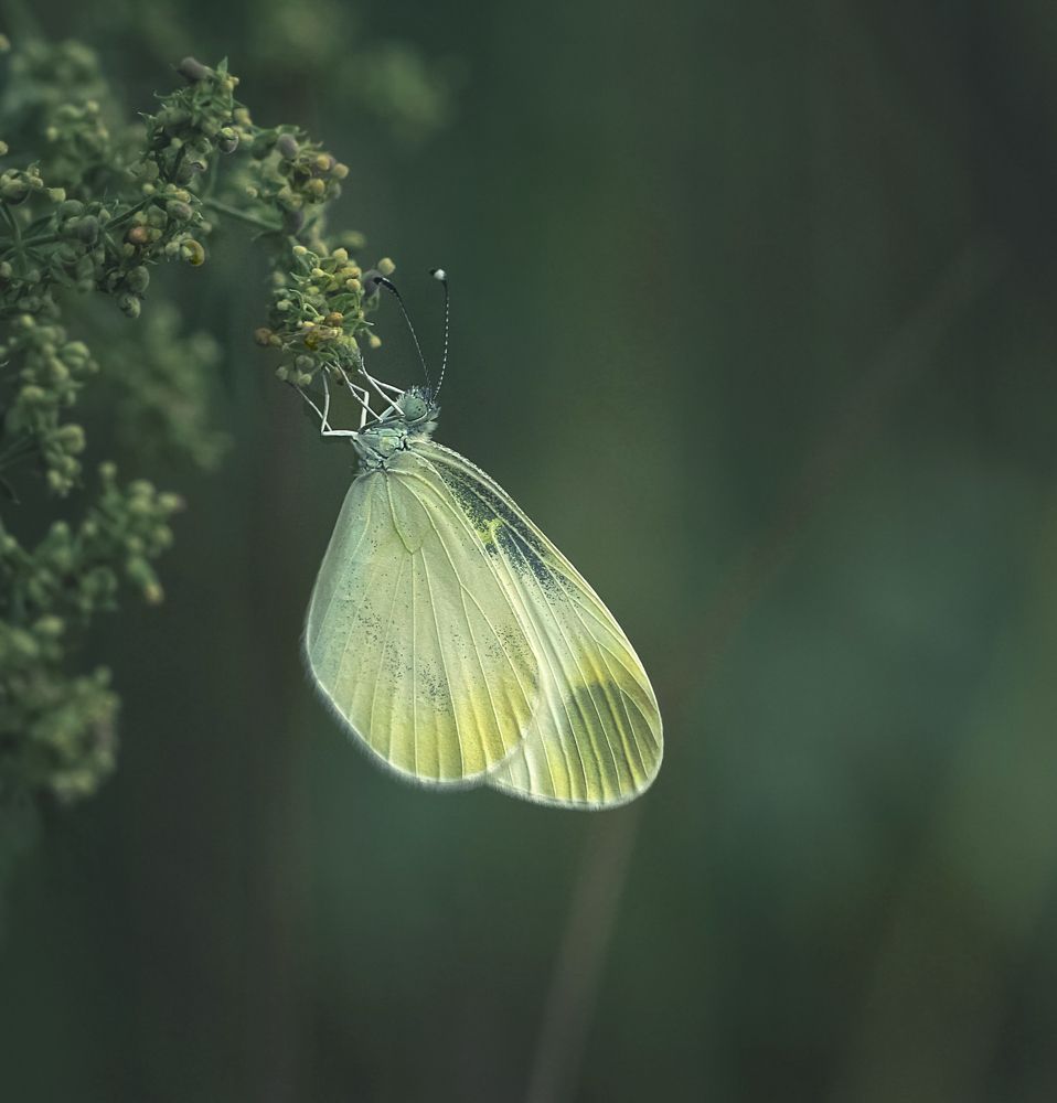 Photograph by Алена Полетаева