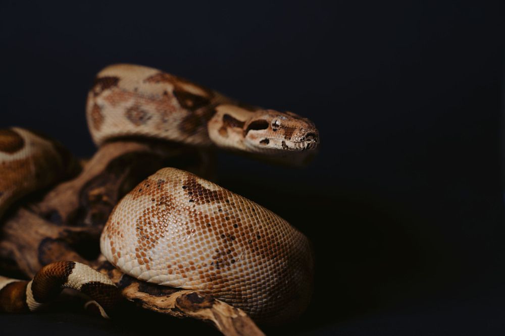 Фотография автора Юлия Бец