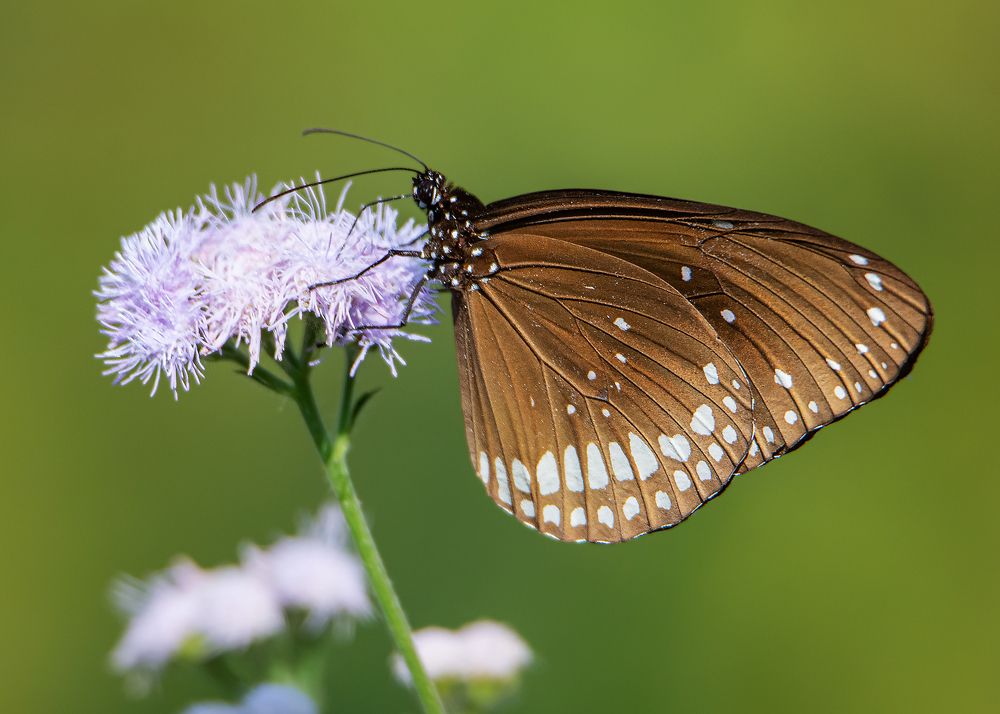 Photograph by Pinak Paul