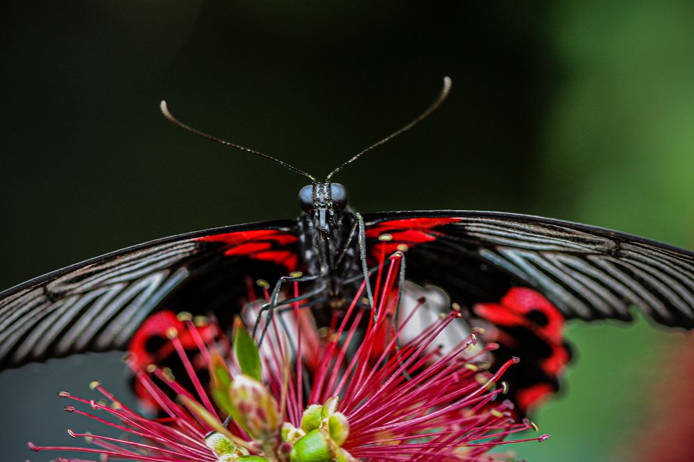 Photograph by Midge Engelbrecht