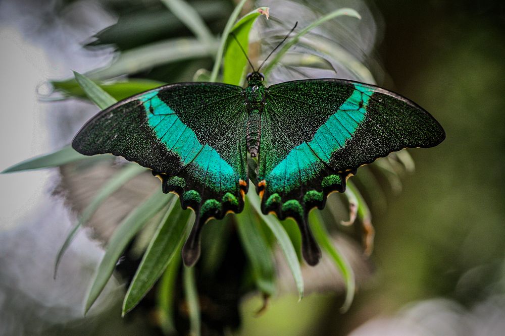 Photograph by Midge Engelbrecht