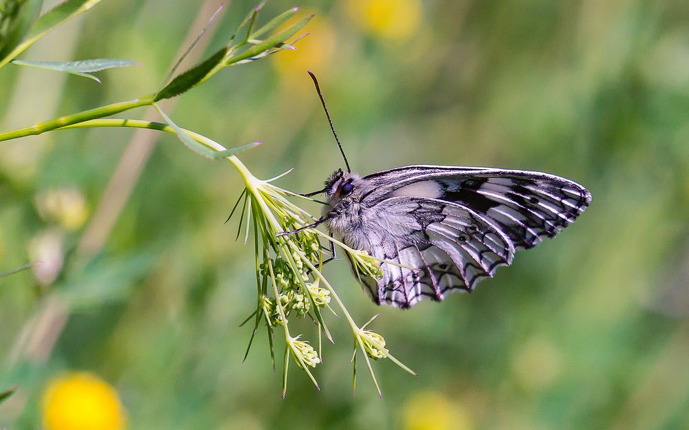 Фотография автора Николай Бологов