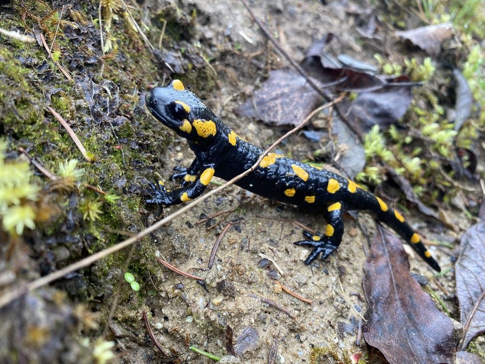 Photograph by Мари Полищук