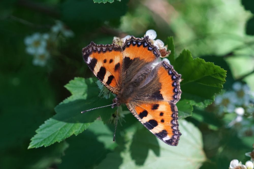 Photograph by Александр Кизим