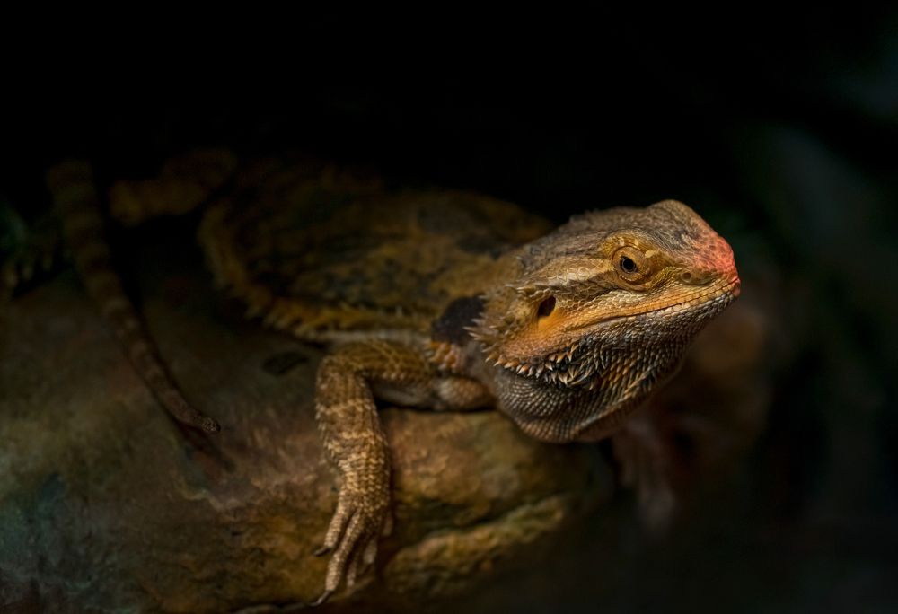 Central bearded dragon