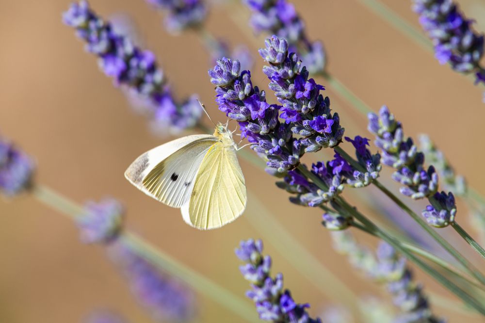 Photograph by Francisco José López Fernández