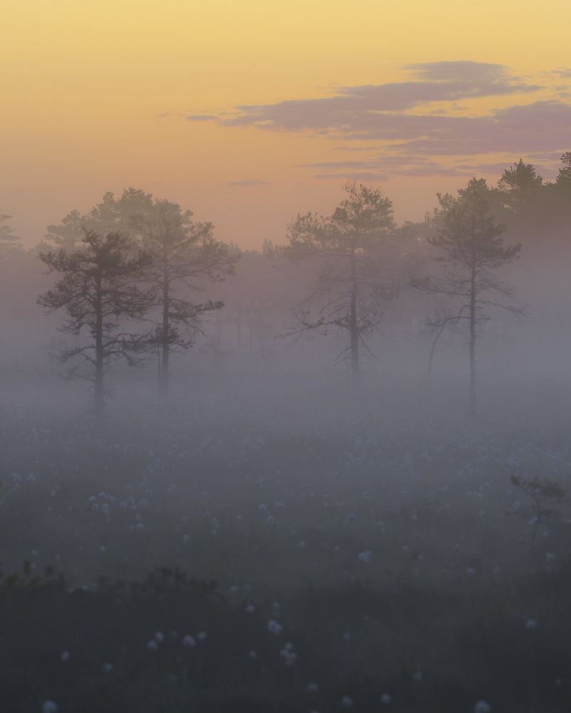 Photograph by Nikolai Mordan