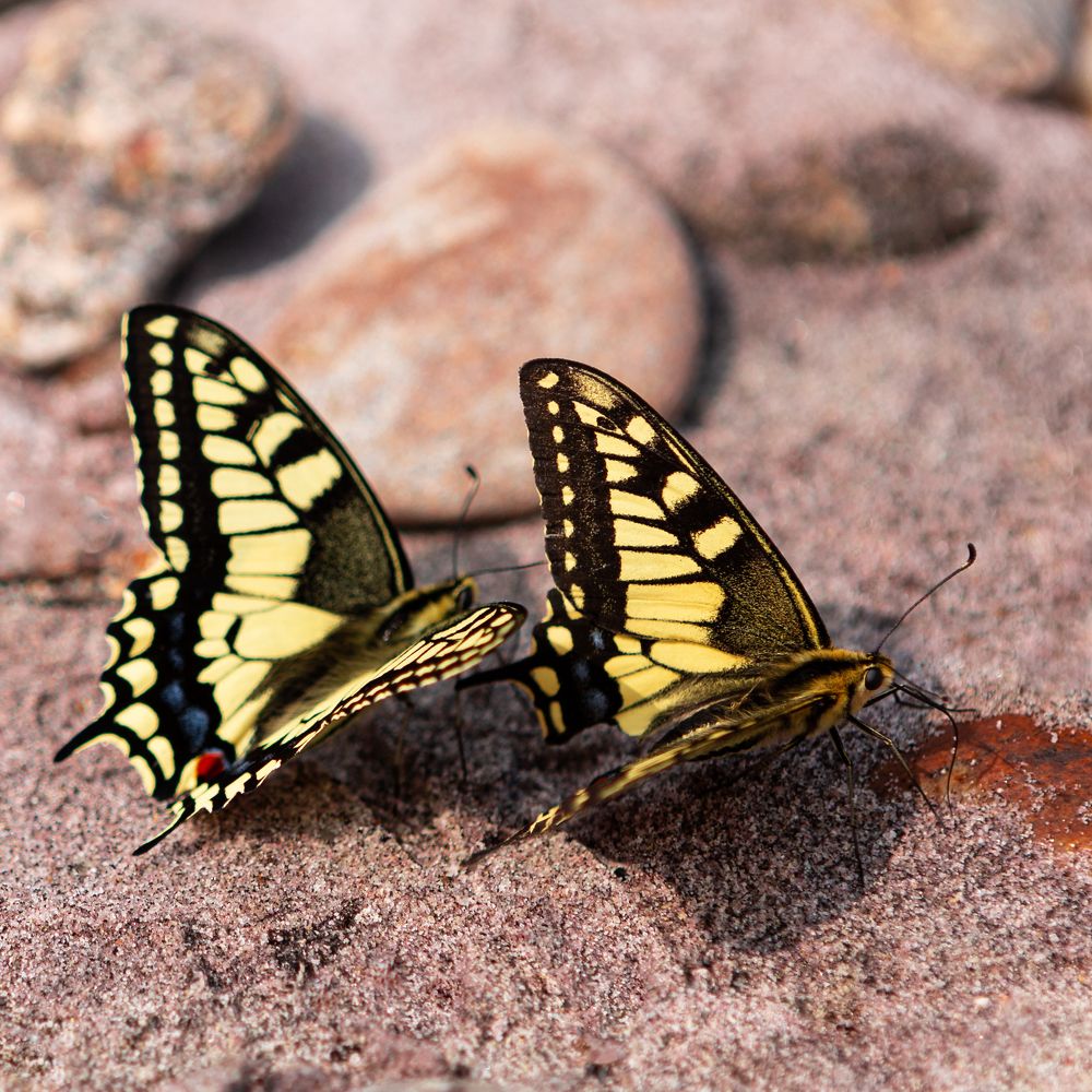 Фотография автора Наталья Дороднова