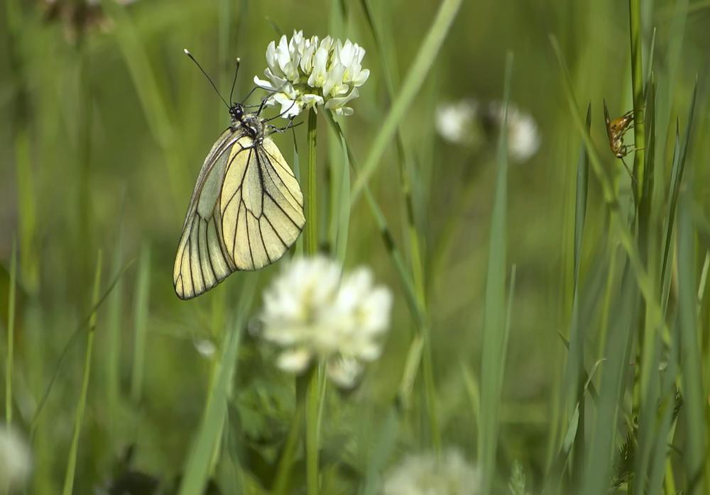 На клевере.