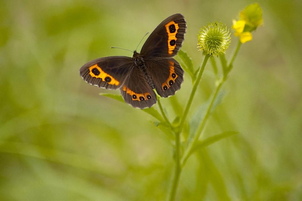 Бабочка и Лето.