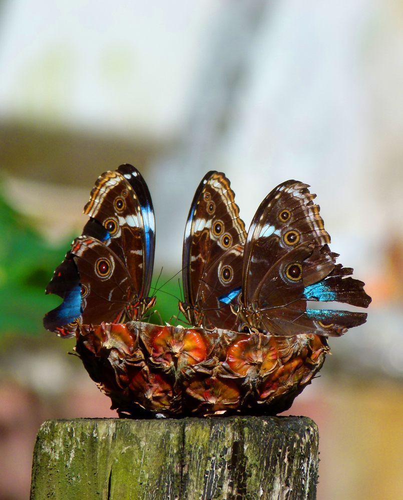 Photograph by Silvia Ferrante