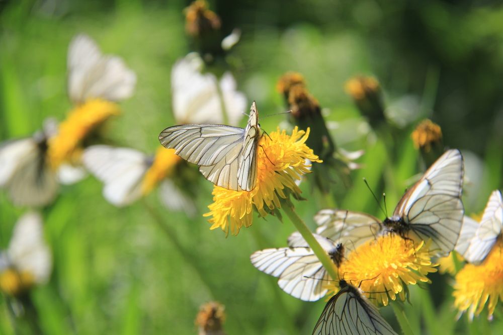 Photograph by Игорь Тюменцев