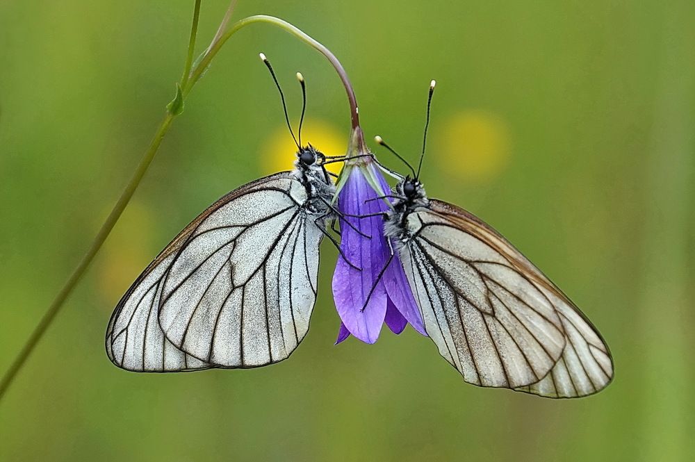 Photograph by Галина Кан