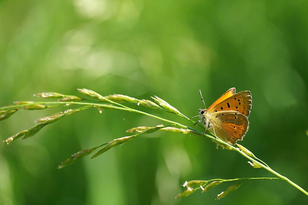 Photograph by Галина Кан