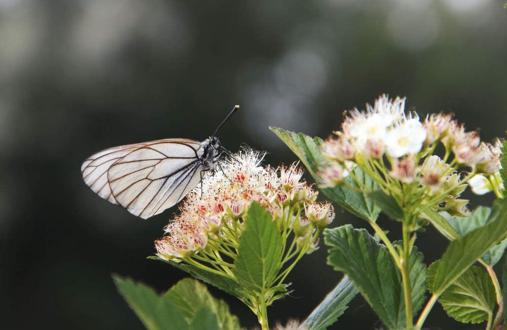 Перед грозой