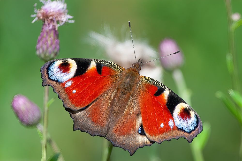 Photograph by Юрий Спасенников