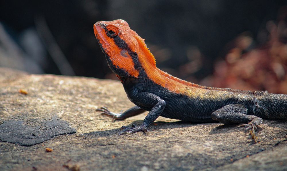 Peninsular Rock Agama(Male)