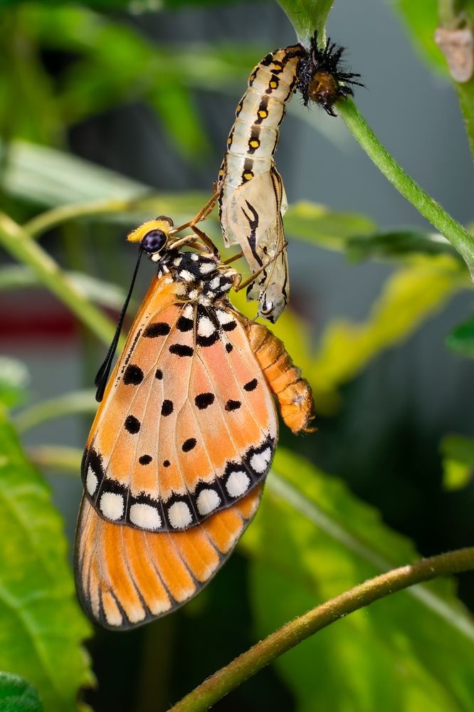 Three stages in one frame 1