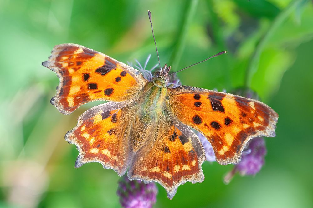 Photograph by Юрий Спасенников