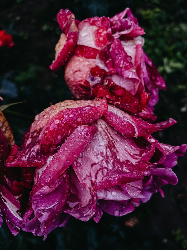 Фотография автора Oxana Yurasova