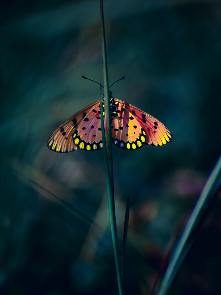 Photograph by Ashiq P F Mohammed