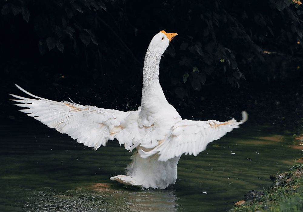 Photograph by Татьяна Исаева