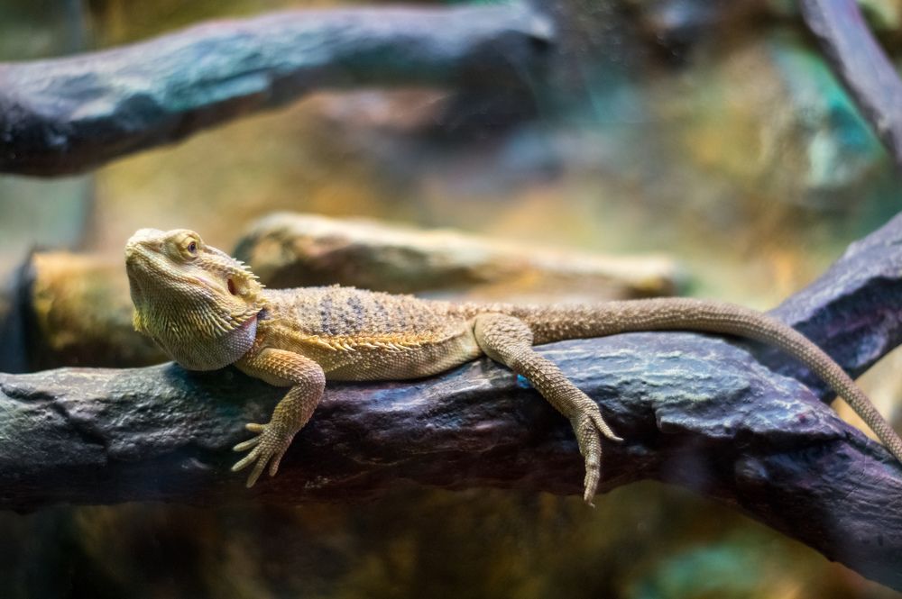 Фотография автора Нина Шкляр