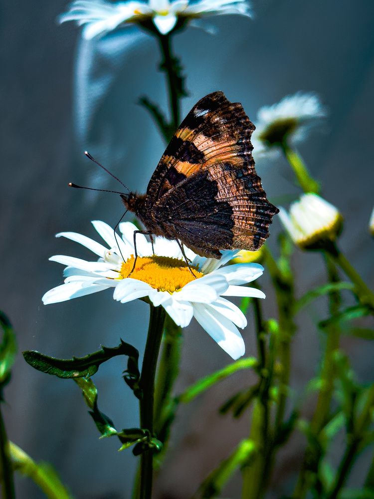 Photograph by Evgenia Privalova